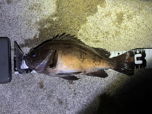 メバルの釣果