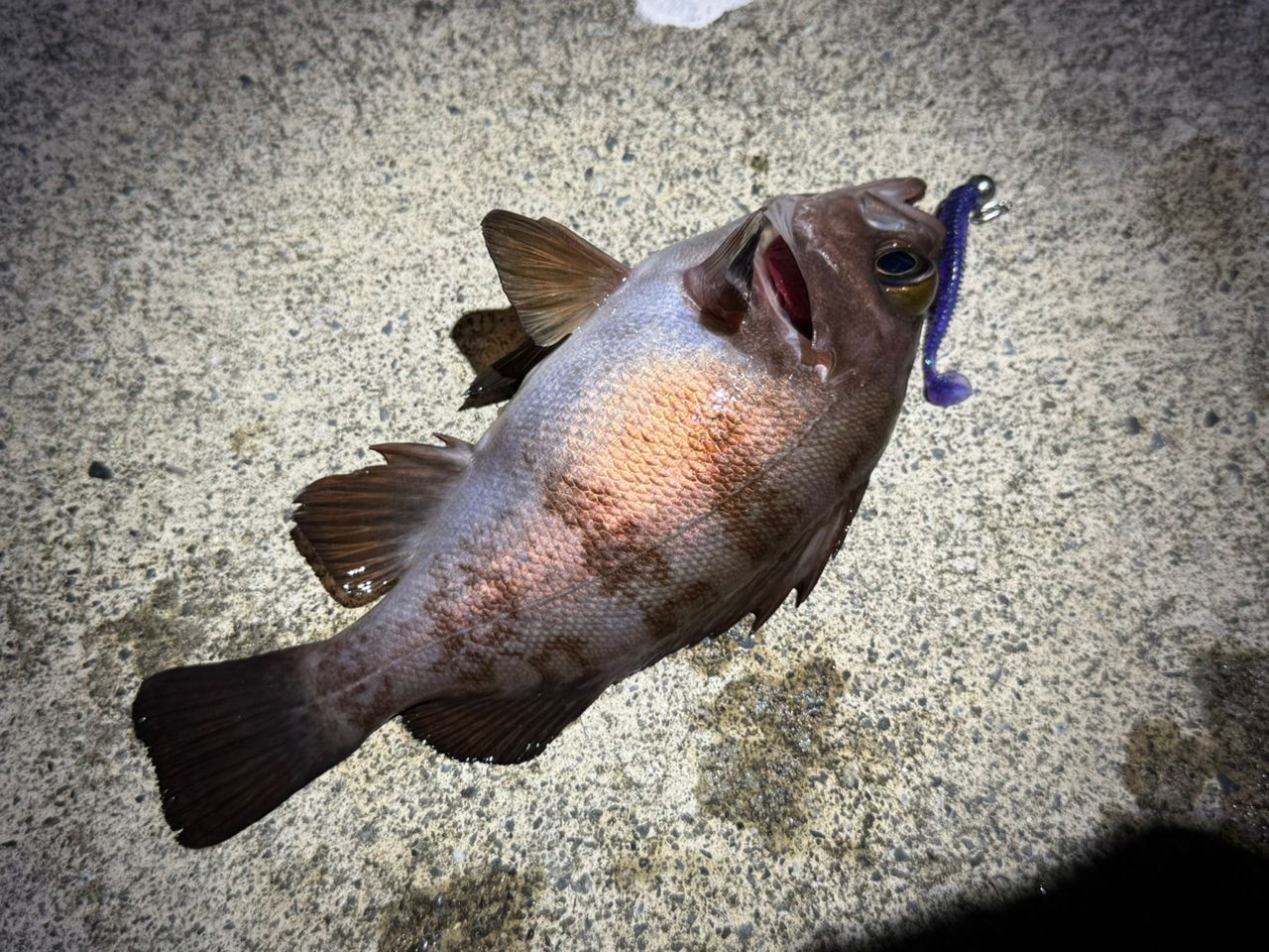 メバル