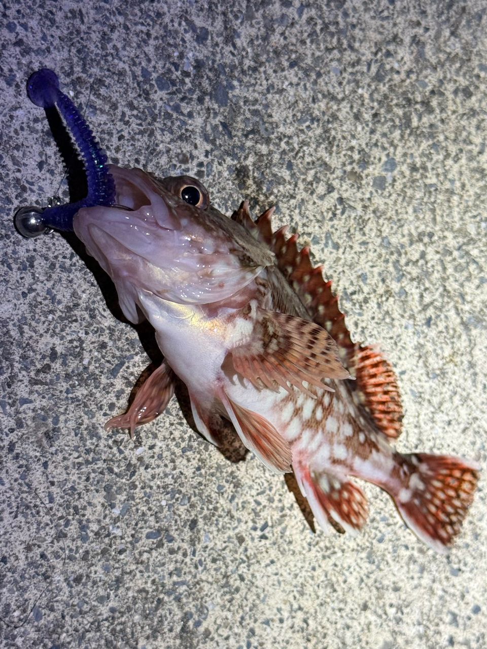 メバル
