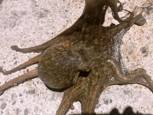 タコの釣果
