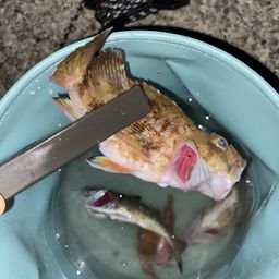 カサゴ