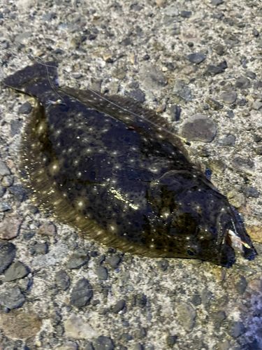 ソゲの釣果