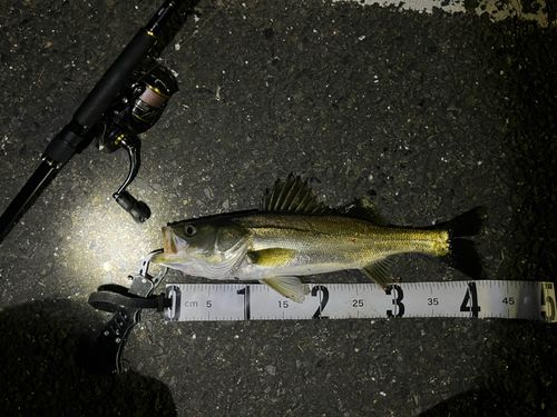フッコ（マルスズキ）の釣果