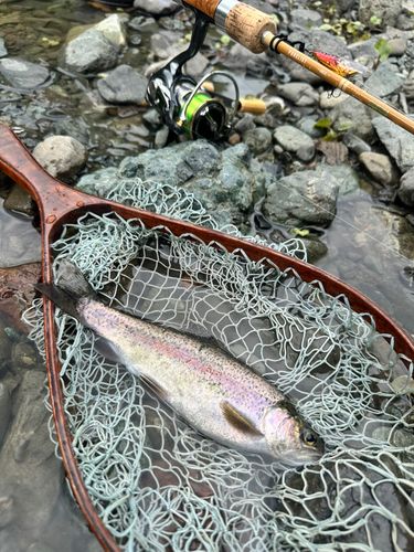 ニジマスの釣果