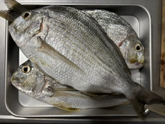 ヘダイの釣果