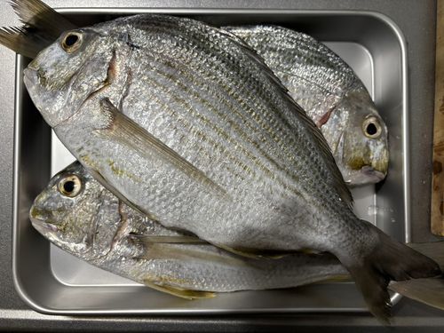 ヘダイの釣果