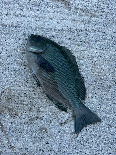 メジナの釣果