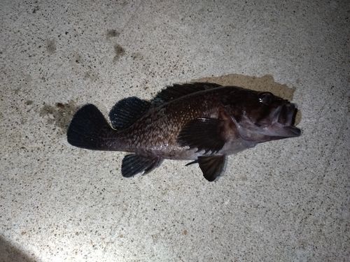 ソイの釣果