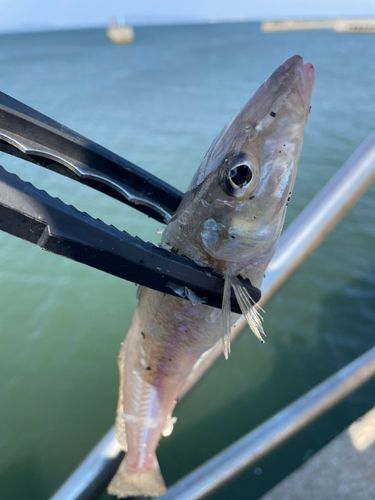 キスの釣果