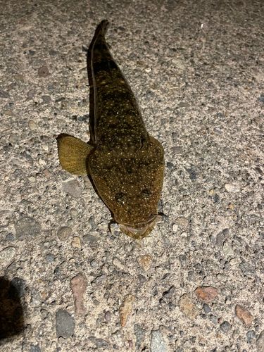 コチの釣果