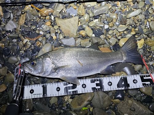 セイゴ（ヒラスズキ）の釣果