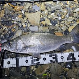 セイゴ(ヒラスズキ)