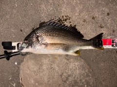 キビレの釣果