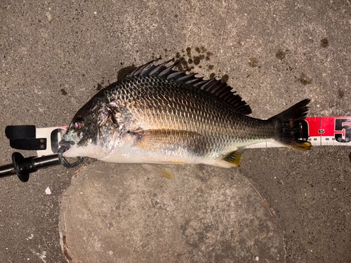 キビレの釣果