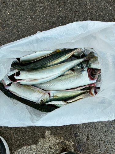 サバの釣果