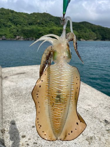 アオリイカの釣果