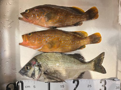 キジハタの釣果