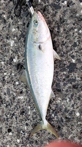 ワラサの釣果