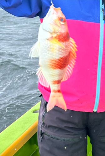 タマガシラの釣果