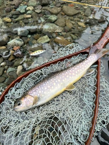 イワナの釣果