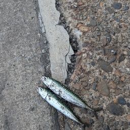 サバ