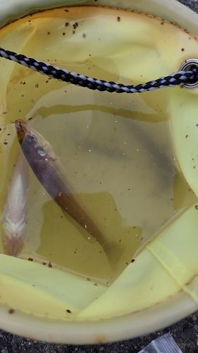 シロギスの釣果