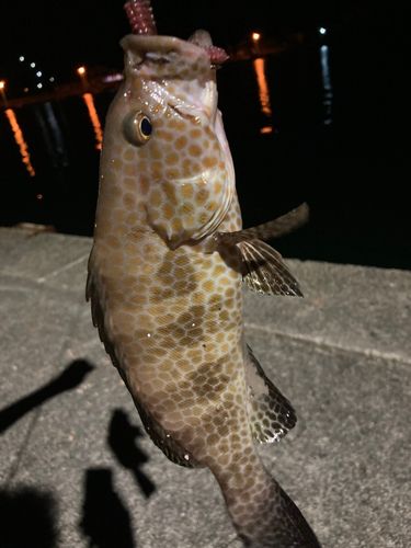 オオモンハタの釣果