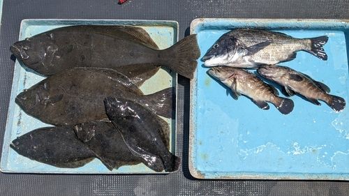 ヒラメの釣果