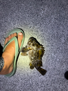 オウゴンムラソイの釣果