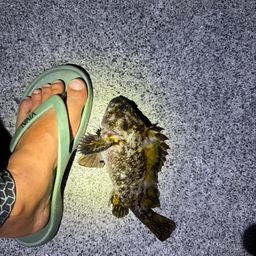 オウゴンムラソイ