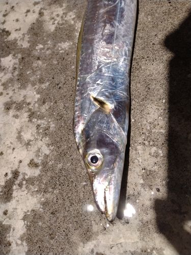 タチウオの釣果