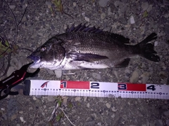 クロダイの釣果