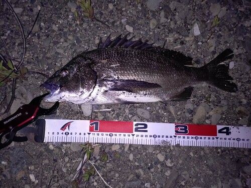 クロダイの釣果