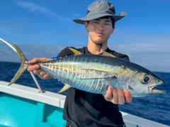 キハダマグロの釣果