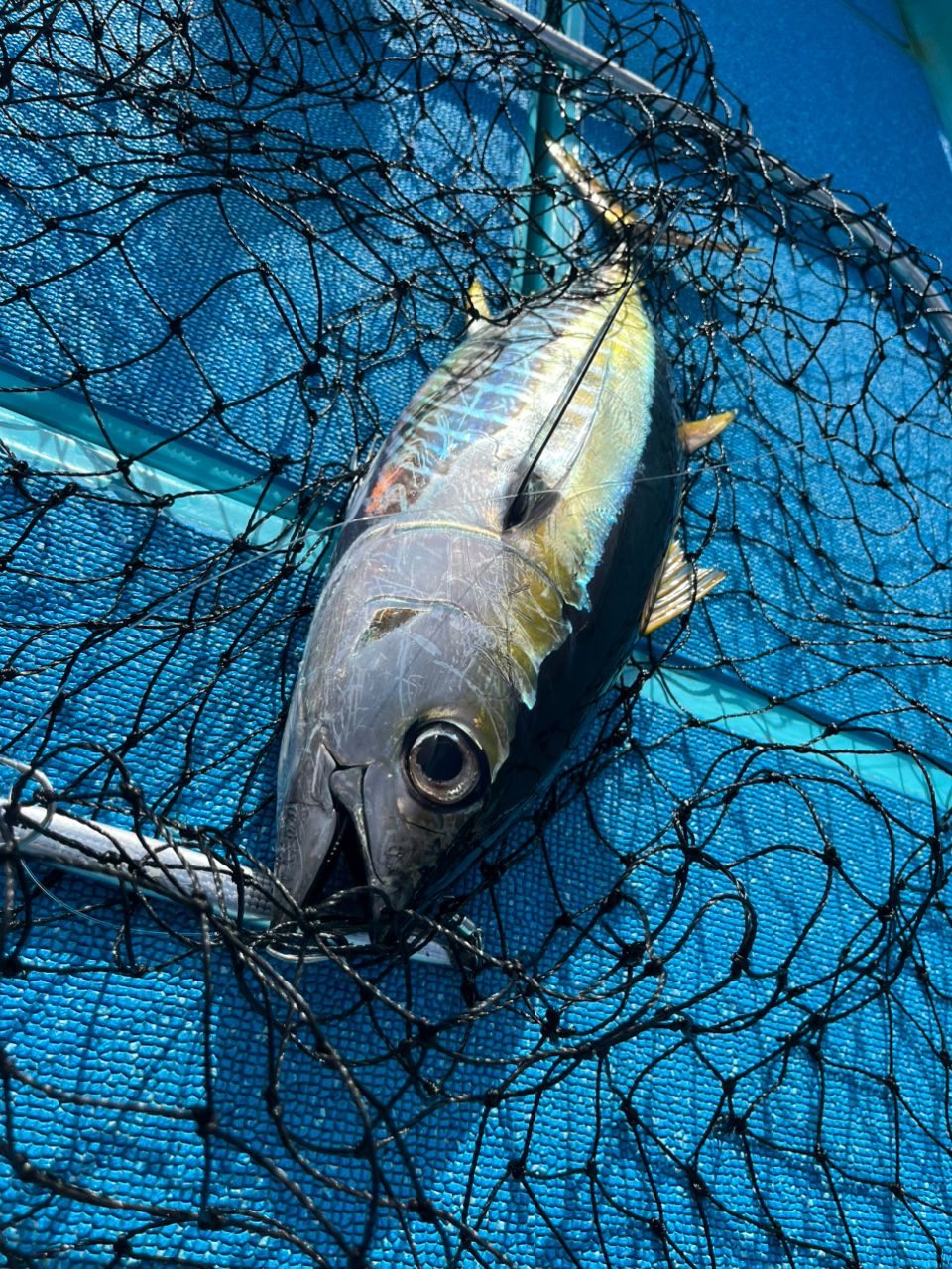 Rock Book@釣り垢さんの釣果 2枚目の画像