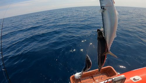 サバの釣果