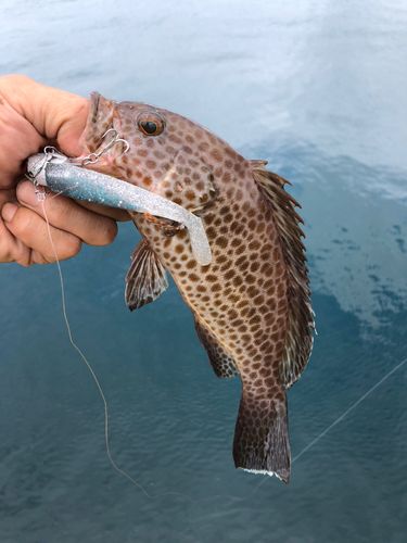 オオモンハタの釣果