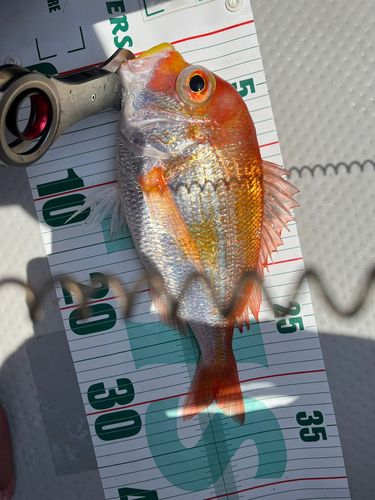 レンコダイの釣果