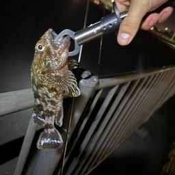 カサゴ