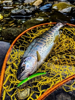 ヤマメの釣果