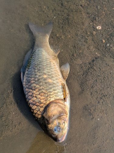 マブナの釣果