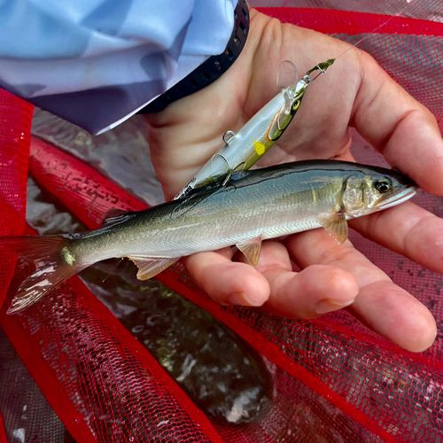 アユの釣果