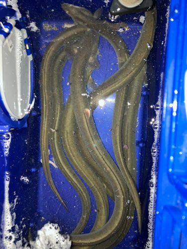 ニホンウナギの釣果