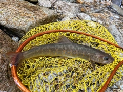 ヤマトイワナの釣果