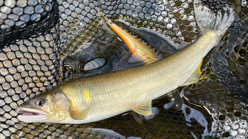 アユの釣果