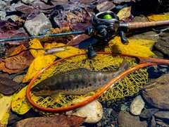 ヤマメの釣果