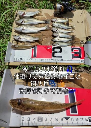 ハゼの釣果