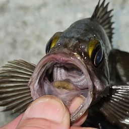メバル