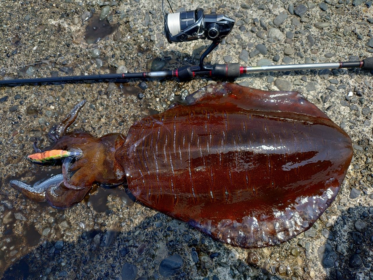 美品19ヴァンキッシュ C3000MHG ▽▽ SHIMANO シマノ Vanquish 19ヴァンキッシュ C3000MHG 夢屋