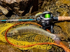 ニッコウイワナの釣果